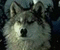 deltawolf's Avatar