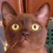 pherbrick's Avatar