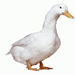 ordack's Avatar